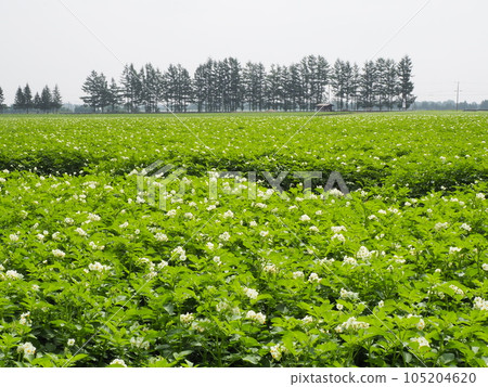 Early summer in Hokkaido potato flowers Early summer in Hokkaido potato flowers 105204620