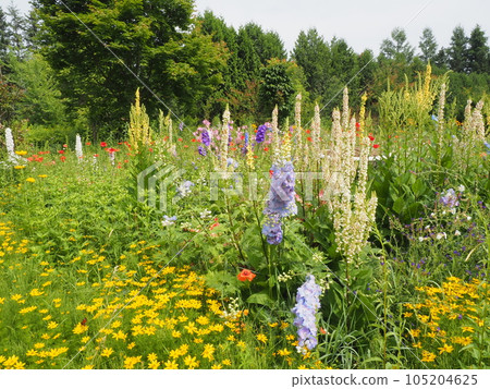 Shichiku garden scenery Shichiku garden scenery 105204625
