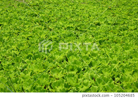 Water lettuce 105204685