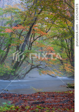 Oirase Stream (Autumn) Oirase Stream (Autumn) 105204878