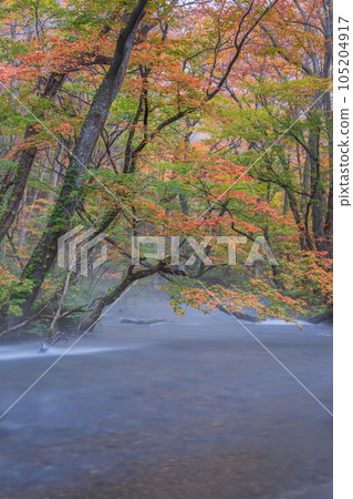奧入瀨溪流（秋季） 105204917