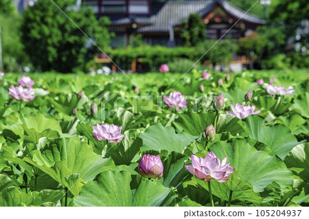 Tokyo Ueno Park Shinobazu Pond lotus flower Tokyo Ueno Park Shinobazu Pond lotus flower 105204937