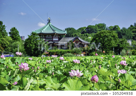 東京上野公園不忍池蓮花 105204938
