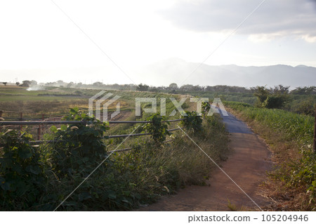 Showers approaching from the other side of the embankment [Mt. Hiei in the rain] 105204946