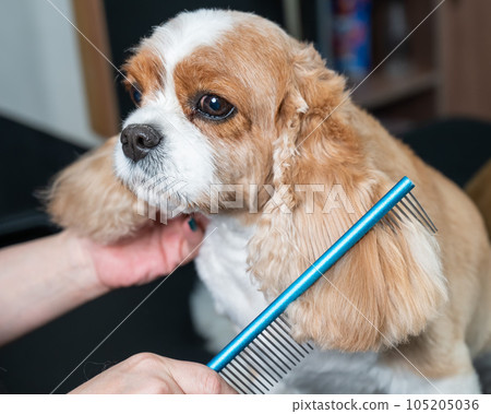 Groomer combing Cavalier King Charles Spaniel in grooming salon. Groomer combing Cavalier King Charles Spaniel in grooming salon. 105205036