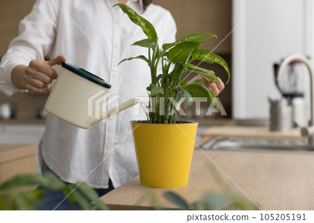 Unknown female holding can pour liquid, watering green houseplant 105205191