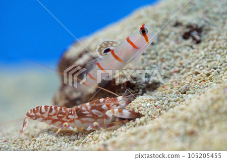 Symbiosis of Nishiki Teppoebi and Nichirinda Goby 105205455