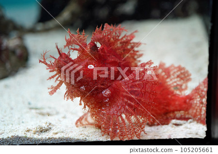 Bolo rockfish 105205661