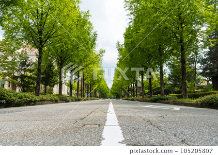 Summer scenery of the Metasequoia tree-lined road leading to the Taiyogaoka area | Metase Boulevard | Kanazawa City, Ishikawa Prefecture 105205807