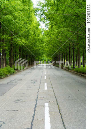 Summer scenery of the Metasequoia tree-lined road leading to the Taiyogaoka area | Metase Boulevard | Kanazawa City, Ishikawa Prefecture Summer scenery of the Metasequoia tree-lined road leading to the Taiyogaoka area | Metase Boulevard | Kanazawa City, Ishikawa Prefecture 105205821