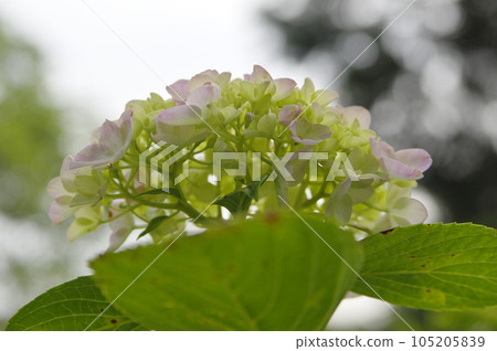 Hydrangea at Koishino no Sato Hydrangea Garden Hydrangea at Koishino no Sato Hydrangea Garden 105205839