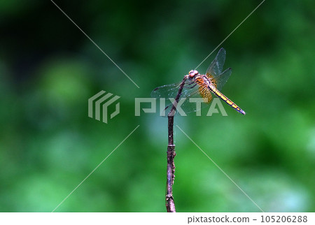 Dragonfly that fits in branches 105206288