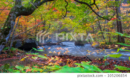 Oirase Stream (Autumn) 105206854