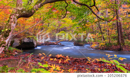 Oirase Stream (Autumn) Oirase Stream (Autumn) 105206876