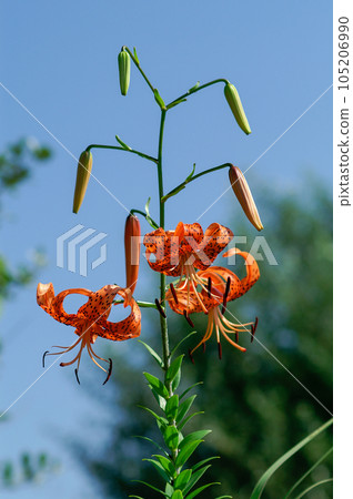 Oni lily Oni lily 105206990