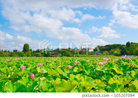 Ueno Park Shinobazu Pond Lotus Flower Ueno Park Shinobazu Pond Lotus Flower 105207094