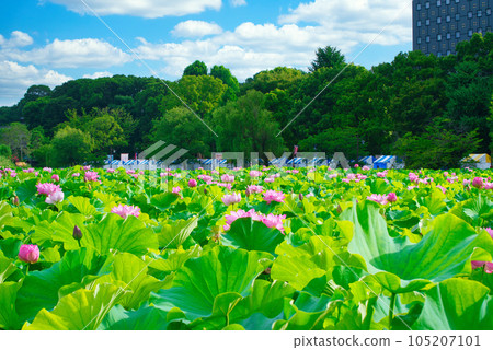Ueno Park Shinobazu Pond Lotus Flower Ueno Park Shinobazu Pond Lotus Flower 105207101