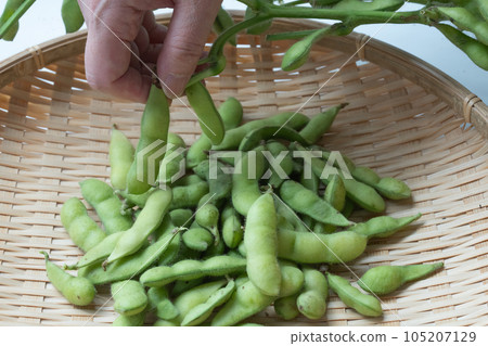 綠色大豆與樹枝 綠色大豆與樹枝 105207129