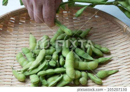 綠色大豆與樹枝 105207130