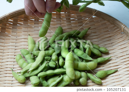 綠色大豆與樹枝 綠色大豆與樹枝 105207131