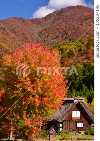 World heritage Shirakawa-go Gassho-zukuri village autumn view 105207148