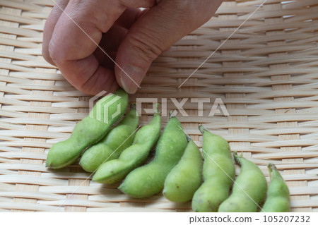 綠色大豆與樹枝 105207232