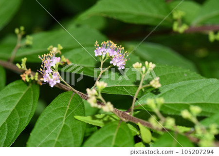 Komurasaki花 Komurasaki花 105207294
