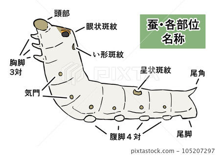 Realistic illustration of silkworm with each name 105207297