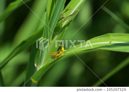 small grasshopper perched on a leaf small grasshopper perched on a leaf 105207329