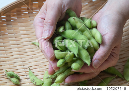 帶莖的青大豆 帶莖的青大豆 105207346