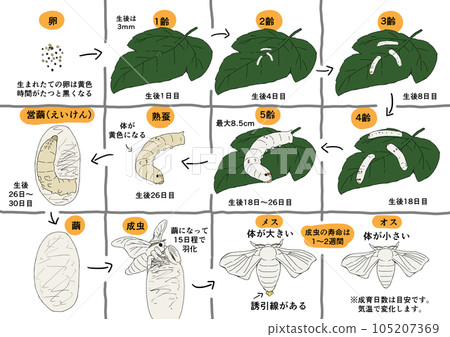 蠶生活插畫集 蠶生活插畫集 105207369