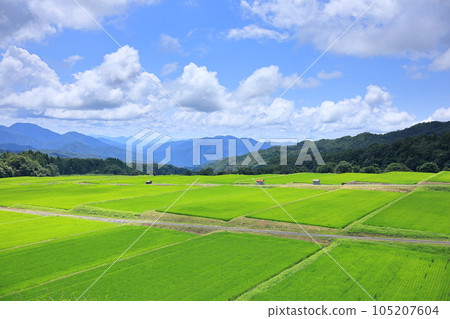Terraced rice field of Mitsuku in summer (Part 1) 105207604