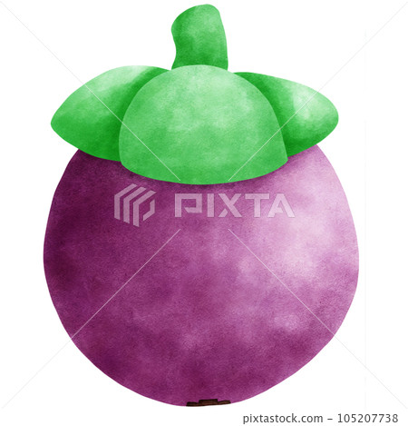 Fruit Watercolor hand draw 105207738