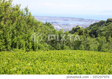 Spring: The city of Shizuoka seen from the Shizuoka Nihondaira tea plantation 105207970