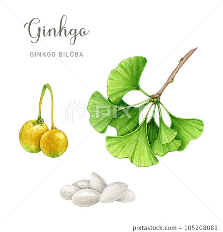 Ginkgo biloba tree branch, leaves, fruit, nut pile watercolor illustration set. Hand painted medicinal plant element: leaves, fruit, nut. Botanical detailed image. Ginkgo biloba on white background 105208081