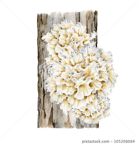 Snow mushroom growing on a tree. Watercolor illustration. Hand drawn Tremella fuciformis fungus. White jelly mushroom element. Tremella on a tree natural image. Isolated on white background 105208084