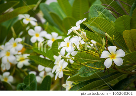 White Frangipani flower Plumeria alba with green leaves 105208301