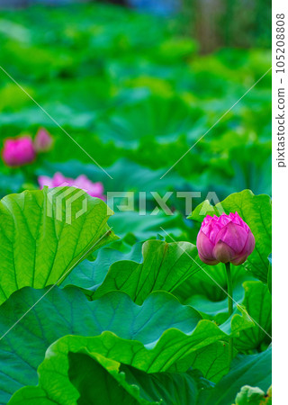 Ueno Park Shinobazu Pond Lotus Flower Ueno Park Shinobazu Pond Lotus Flower 105208808