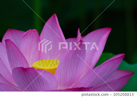 Ueno Park Shinobazu Pond Lotus Flower 105208813