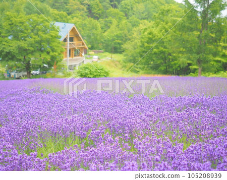 Horomi Pass Lavender Garden Horomi Pass Lavender Garden 105208939