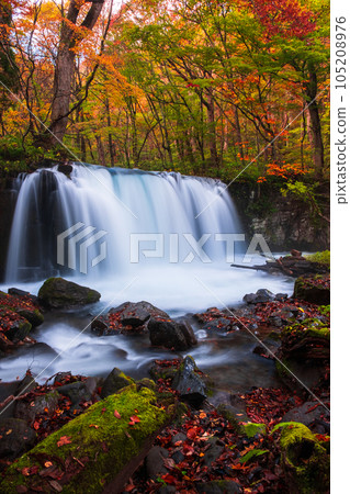 Oirase Stream (Autumn): Choshi Waterfall 105208976