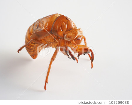 Cicada shell White background image Cicada shell White background image 105209088
