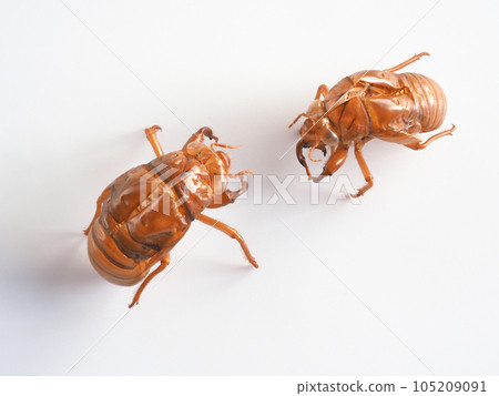 Cicada shell White background image Cicada shell White background image 105209091