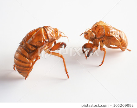 蟬殼白色背景圖像 105209092