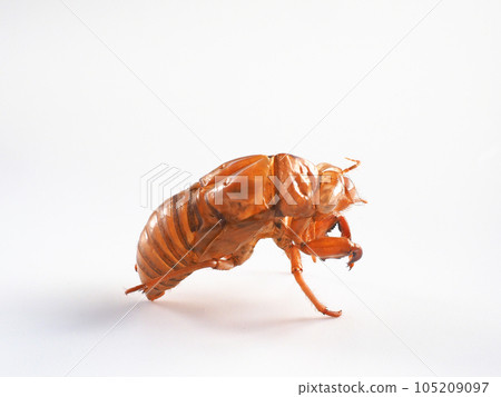 Cicada shell White background image Cicada shell White background image 105209097