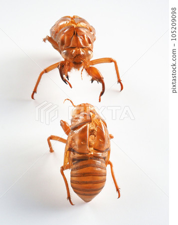 Cicada shell White background image 105209098