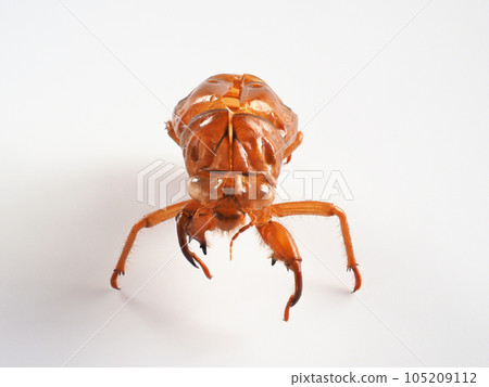 蟬殼白色背景圖像 蟬殼白色背景圖像 105209112