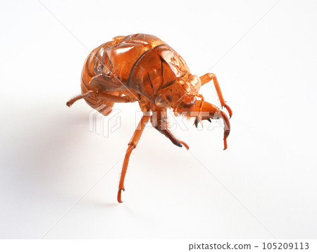 Cicada shell White background image 105209113
