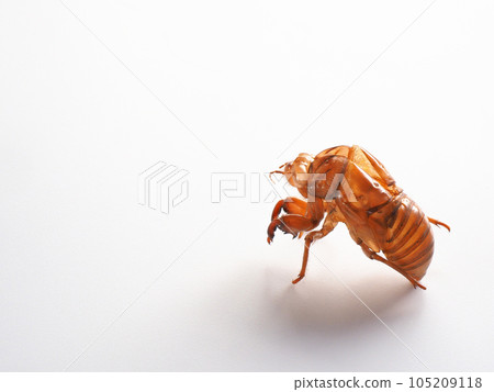 Cicada shell White background image 105209118