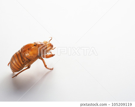 蟬殼白色背景圖像 蟬殼白色背景圖像 105209119